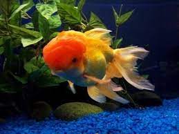 How To Care For Oranda Goldfish Oranda Goldfish Aquarium Air Pump Goldfish Care