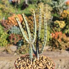 Image result for Euphorbia davyi