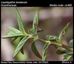 Image result for Lepidagathis