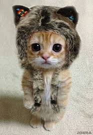 ペット おしゃれまとめの人気アイデア pinterest ece キュートな猫 かわいいペット かわいい子猫