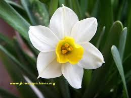 Narcissus Google Search December S Birth Flower Is The Narcissus Which Embodies The Idea That You Want March Birth Flowers Birth Flowers Narcissus Flower