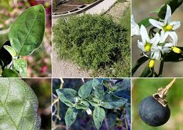 Image result for Solanum chenopodioides