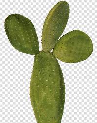 Instant digital image download of 12 desert cactus plant clip art, royalty free for commercial or personal use. Cactus Cutout Of Prickly Cactus Transparent Background Png Clipart Cactus Illustration Red Cactus Plant Illustration