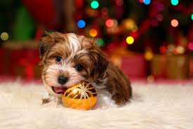 | all the info you need when you are looking for puppies for sale. How Much Does A Havanese Cost Puppy Prices Expenses