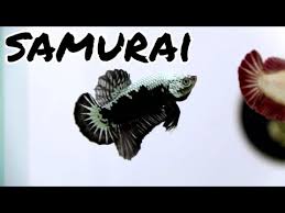 Perawatan ikan cupang sendiri sangat mudah, beda dengan ikan yang lainya yang membutuhkan sirkulasi udara atau yang lainnya. Ikan Cupang Plakat Samurai Plakat Samurai Betta Fish Red And Black Samurai Youtube