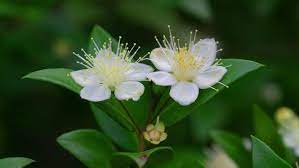 Easy Recipes Best Essential Oils For Molluscum Contagiosum Essential Bazaar Myrtle Flower Essential Oils For Cough Myrtle Essential Oil