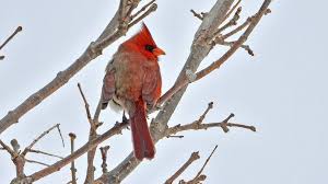 Male cardinals are brilliant red all over, with a reddish bill and black face immediately around the bill. Rare Bird Half Male Half Female Cardinal Snapped In Pennsylvania Bbc News