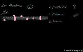 Check spelling or type a new query. Cell Structure And Function Ap College Biology Science Khan Academy