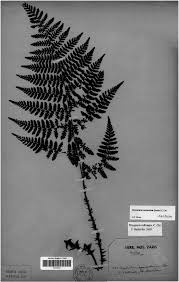Image result for Dryopteris antarctica