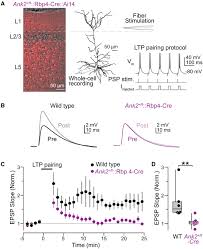 Physical and functional convergence of the autism risk genes Scn2a and Ank2  in neocortical pyramidal cell dendrites: Neuron