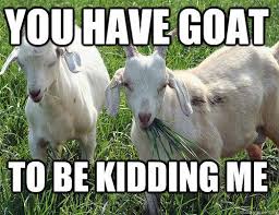 Goat Jokes Things Just Goat Serious Really Bad Goat Jokes Goat Quote Goats Funny Goats