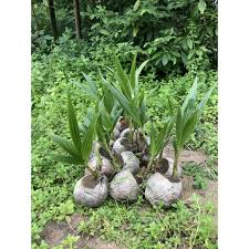 Dikenali melalui bau wangi pandan pada hujung akar yang pakej teknologi kelapa. Buy Anak Pokok Benih Kelapa Pandan Seetracker Malaysia