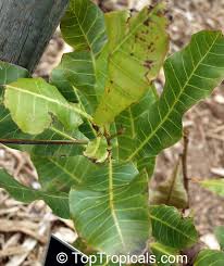 Image result for Anacardium