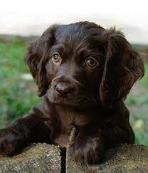 They thrive on companionship and enjoying the company of children and other dogs. Pin By Joy Mccall On Animals Spaniel Breeds Boykin Spaniel Puppies Spaniel Puppies