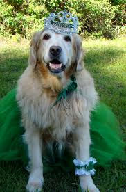 Are you looking for a golden retriever puppy? Irish Princess Brie In A Tutu Made By Her Mommy And Auntie In Tx Last Year Dog Love Cute Animals Dogs Golden Retriever