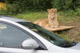 V královédvorské super zoo je to jako v zoo. Zoo Dvur Kralove Otevre O Vikendu Africke Safari A Zahaji Uz 70 Hlavni Sezonu Kralovehradecky Kraj