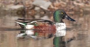 Black Bird With White Chest And Belly Northern Shoveler Male Breeding Plumage Head Dark Glossy Green Bill Black Back Black Chest White Flanks And Belly Chestnu Ornithology Dabbling Duck Birds