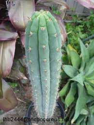 With reviews from other buyers and reviews, we lead you to many helpful information which can be found in the bestsellers from amazon and the products. Pin On Cactus Jerk Flower Hybrids Trichocereus