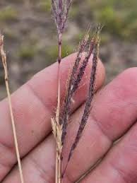Image result for Dichanthium annulatum