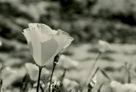 Doodle in bianco e nero fiori selvatici, api e farfalle. 405 Fiori Bianco E Nero Del Papavero Foto Foto Stock Gratis E Royalty Free Da Dreamstime