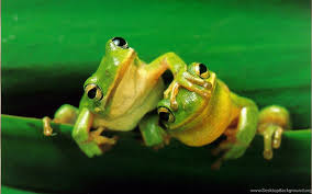 Get easy access to your bookmarks websites. Cute Frog Wallpapers High Definition Wallpapers Desktop Background