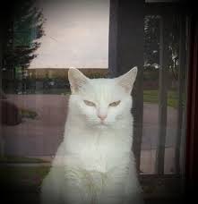 Pin By S Ramey On Cute Cool Cats Cat Boarding Cats
