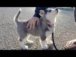 Thousands of images added daily. Husky Puppies Funny Compilation 4 Best Of 2018 Youtube
