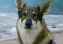The Littlest Hobo Getting Gritty New Remake The Manatee I love how big you made hobo's eye's, they're. the littlest hobo getting gritty new