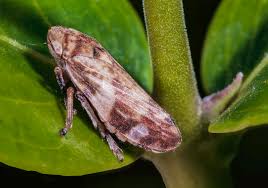 Image result for Ascolepis fibrillosa