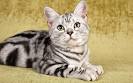American Shorthair Cat Breed Information, Pictures ...