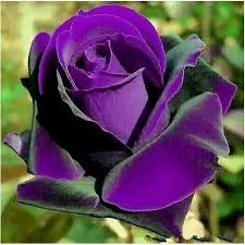 Jenis jenis bunga langkah di indonesia. Biji Benih Bibit Bunga Mawar Langka Germany Rare Purple Dragon Rose Shopee Indonesia