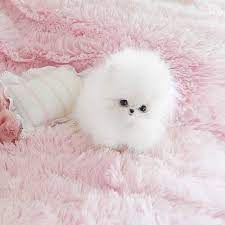Eat Diamonds For Breakfast And Shine All Day Long Fancypinsbyph Cute Baby Animals Cute Little Puppies Kittens And Puppies