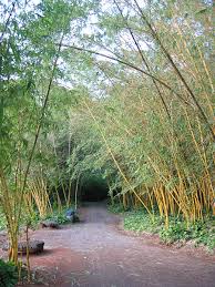 Image result for Bambusa vulgaris