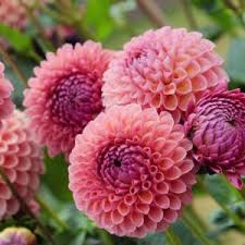 Image result for Dahlia sp. (cultivar)