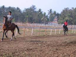(dvs/odi) sate ambal sate nusantara enak. Nonton Pacuan Kuda Ambal Di Kebumen