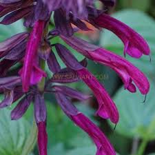 Image result for Xerophyta suaveolens