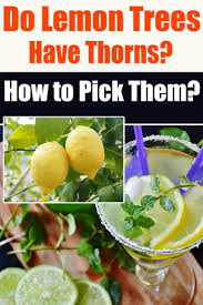 Belonging To The Citrus Family Lemon Tree Is One Of The Few Rare Ones That Have Thorns Al Growing Vegetables At Home Lemon Tree Vegetable Garden For Beginners