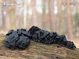 All very weird indeed, and needless to say, these (like our common witches' butter) are also inedible. Black Witches Butter Mushroom Photos Black Witches Butter Images Nature Wildlife Pictures Naturephoto