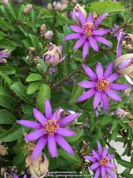 Image result for Grewia