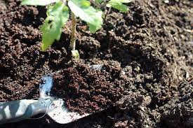 Balancing it out with brown compost can help avoid this problem. Pin By Theresa Sloan Gilliam On Gardens Of My Dreams Vegetable Garden Planning Garden Pests Garden Pest Control