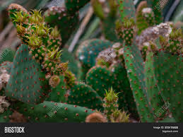 Pages using dynamicpagelist dplvar parser function. Blind Prickly Pear Image Photo Free Trial Bigstock