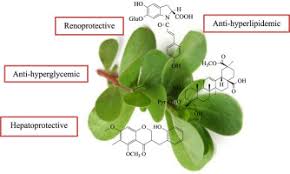 For making kulfa sag, the leaves of the plant are washed and chopped like any other leafy vegetable. A Review Of Traditional Uses Phytochemistry And Pharmacology Of Portulaca Oleracea L Sciencedirect