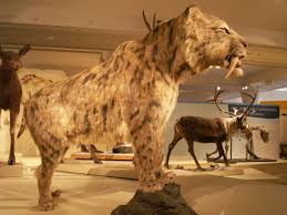 Siberian Tiger Vs The Saber-Toothed Tiger - Youtube