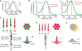 Maybe you would like to learn more about one of these? Frontiers Reconciling Color Vision Models With Midget Ganglion Cell Receptive Fields Neuroscience
