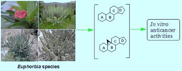 Image result for Euphorbia inaequilatera