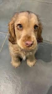 Así como trates a este perrito te irá en la vida✨️