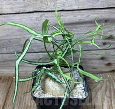 Image result for Adenia kirkii