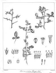 Image result for Commiphora mombassensis