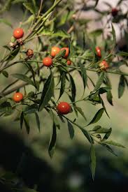Image result for Solanum memphiticum