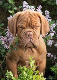 Dogue De Bordeaux Bullydognation Cute Puppies And Dog Training Tips By Kaufmannspuppytraining Com Dog Training Dog Behavior Dog Training Obedience
